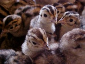 Chicks   