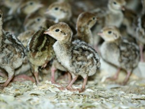Chicks   